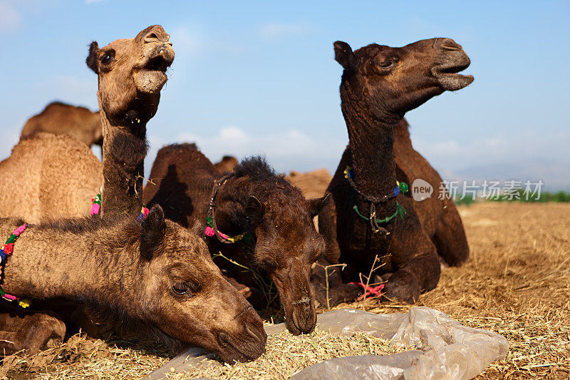 普什卡节日期间的骆驼