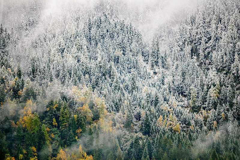 雪花落在树上