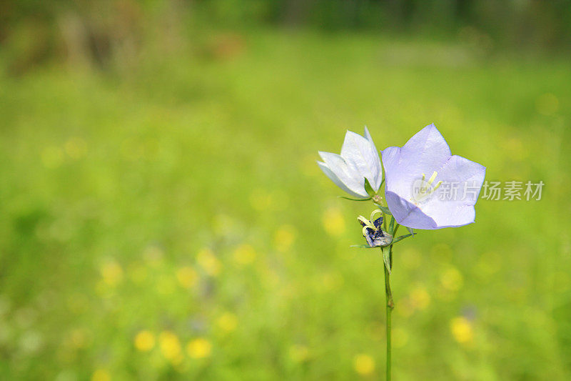 钟花树