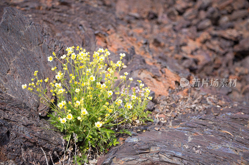 熔岩岩石上的五叶花