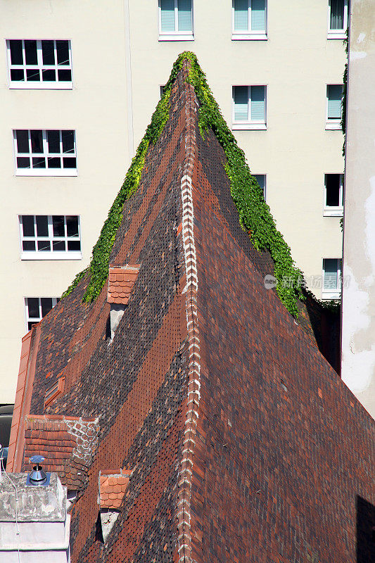 屋顶上的藤蔓