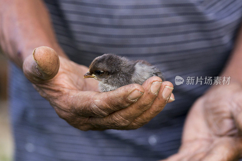 可爱的小鸡