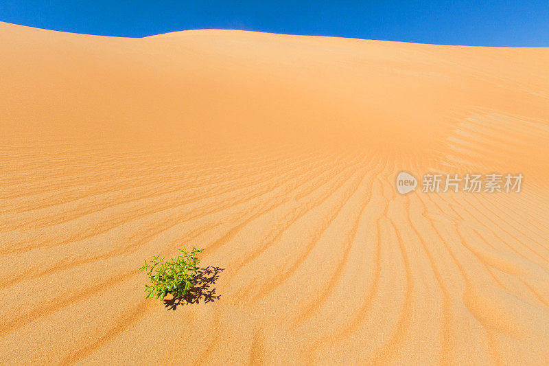 沙漠中的小植物