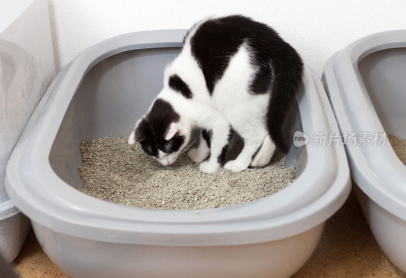 黑白猫上厕所