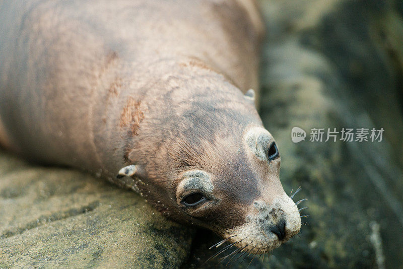 拉荷亚湾