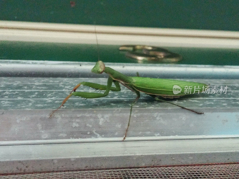房屋前纱门上的濒危昆虫螳螂