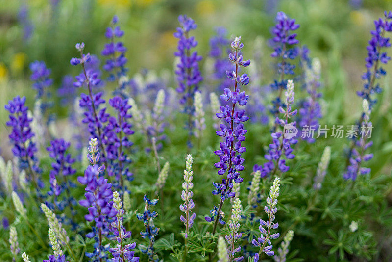 羽扇豆野花花草地