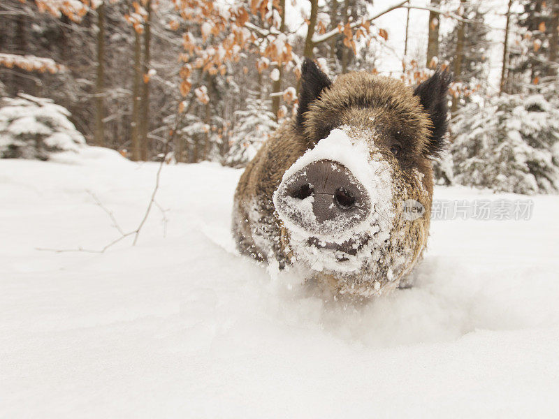 冬天有野猪