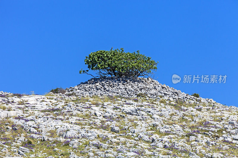 无花果树