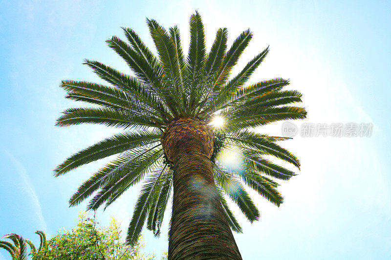加州洛杉矶的棕榈树