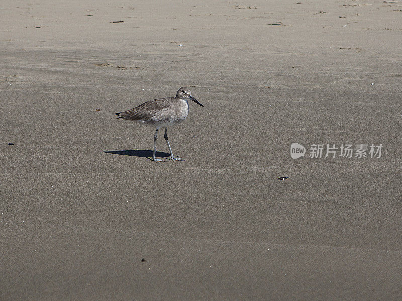 海滩上的威利