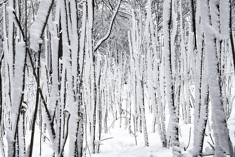 冬天的森林里下雪了