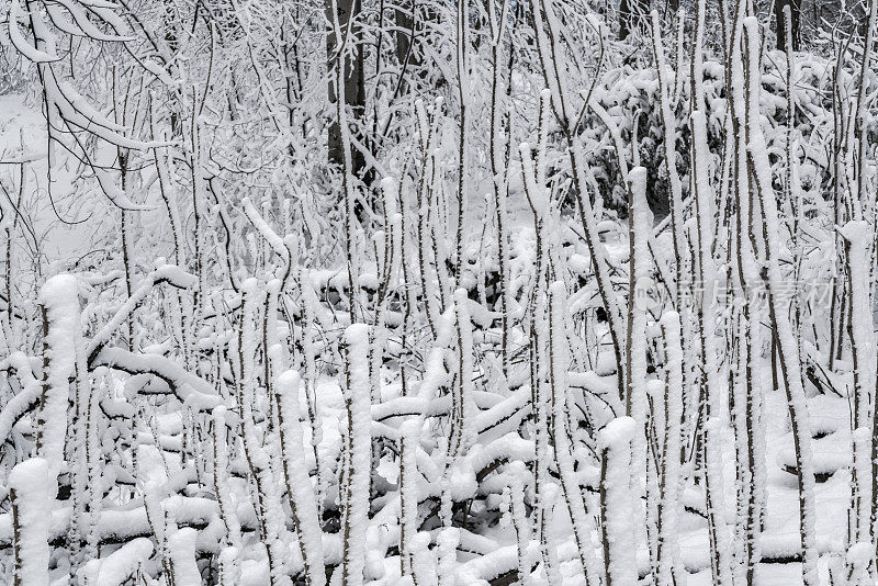 冬天的森林里下雪了