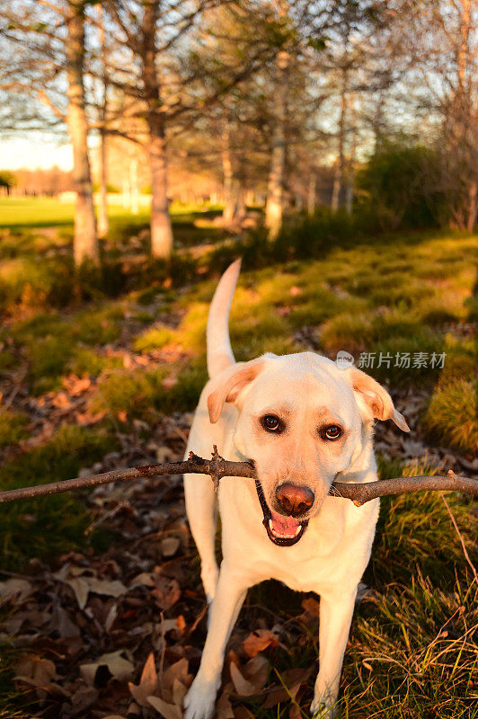 拉布拉多寻回犬