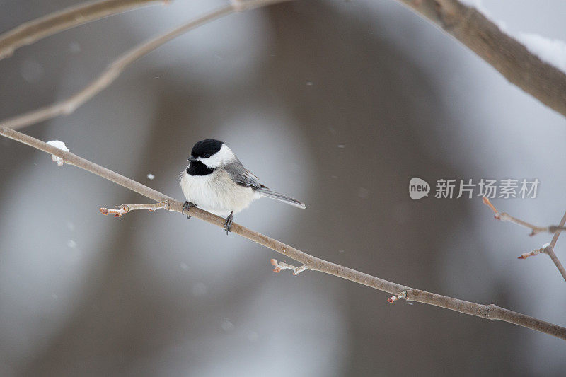 美国东部的鸟