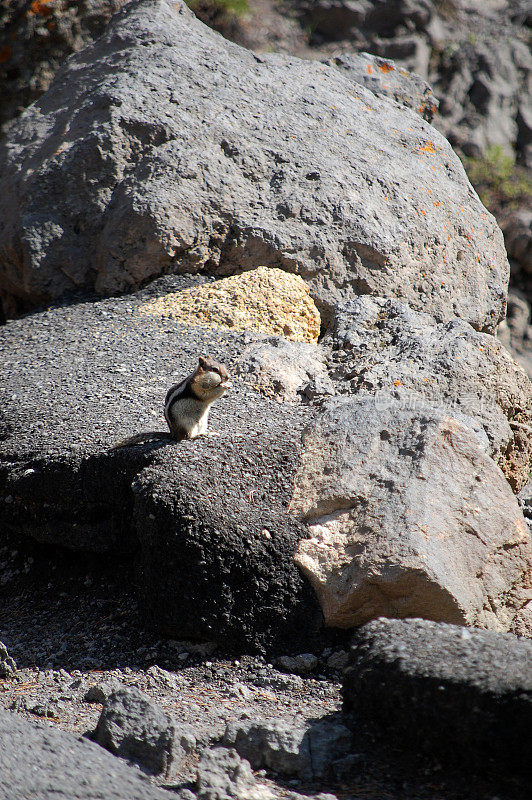 在黄石国家公园路边的岩石上吃花栗鼠
