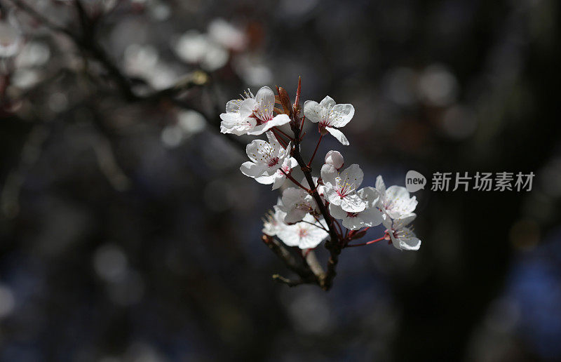 白色樱花盛开的维多利亚，不列颠哥伦比亚省，加拿大