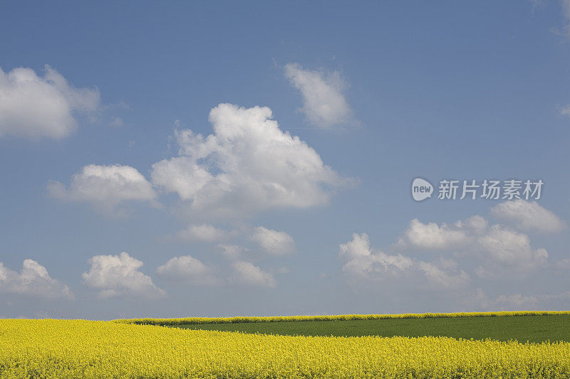 油菜花领域