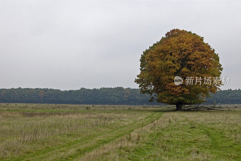 荷兰风景:红橡树(红橡)