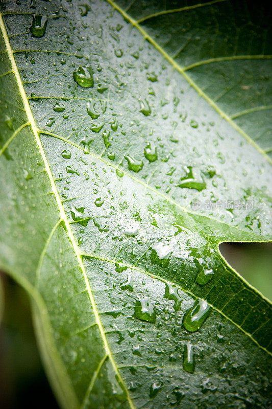 雨滴