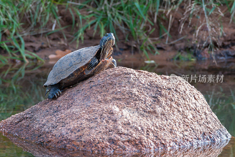 日光浴龟，威奇托山，俄克拉荷马州