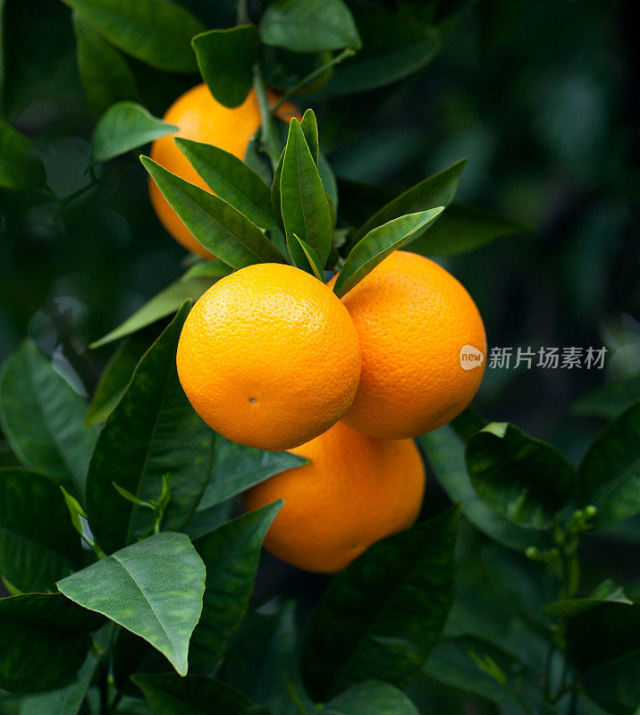 成熟的橙子挂在树上