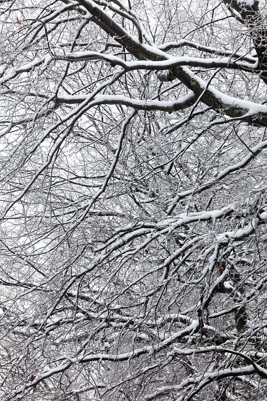 仰望白雪覆盖的树枝