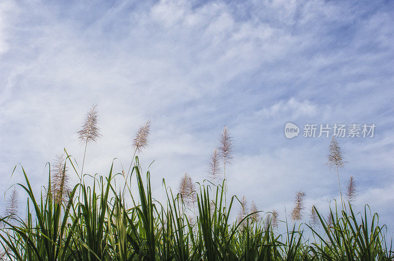 中美洲甘蔗与云的背景