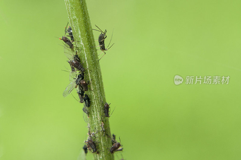 植物虱子