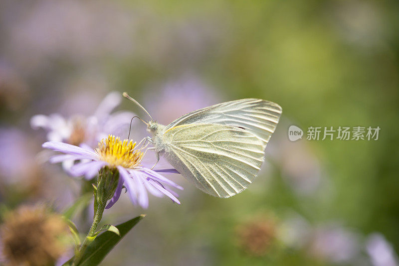 花园里的卷心菜蝴蝶