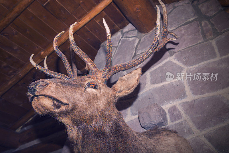 蒙大拿披风上的麋鹿头标本