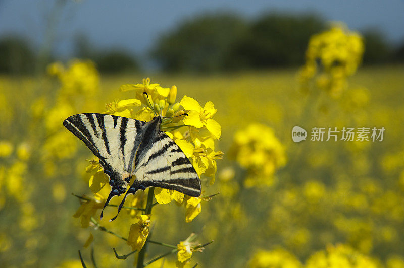 蝴蝶和油菜