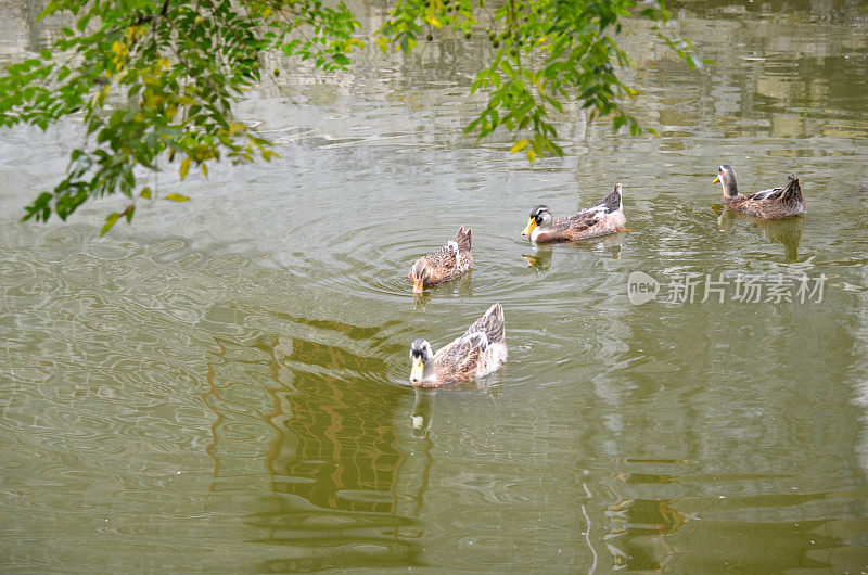 鸭子在湖里