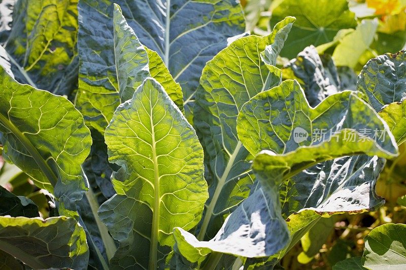 在菜园中卷心菜类蔬菜的茁壮成长