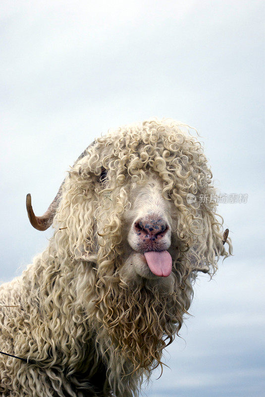 伸出舌头的白羊毛山羊