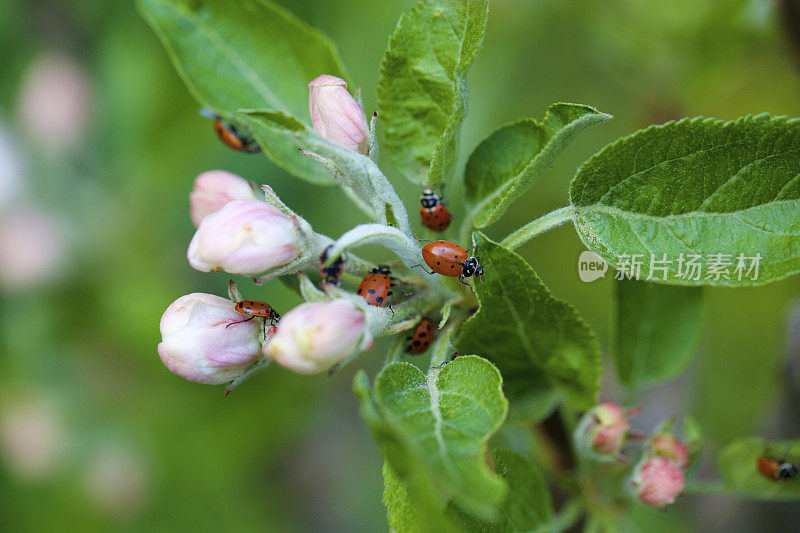 苹果花上的瓢虫