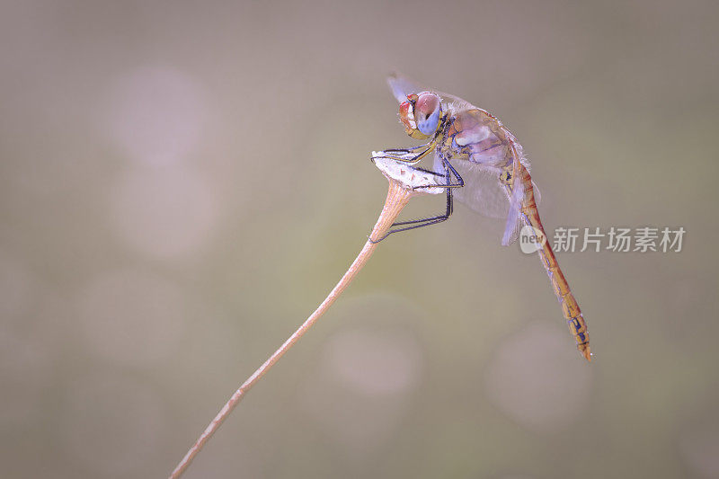 红色的蜻蜓