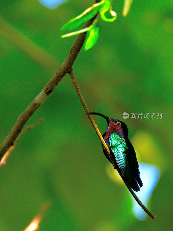 Purple-throated加勒比人蜂鸟