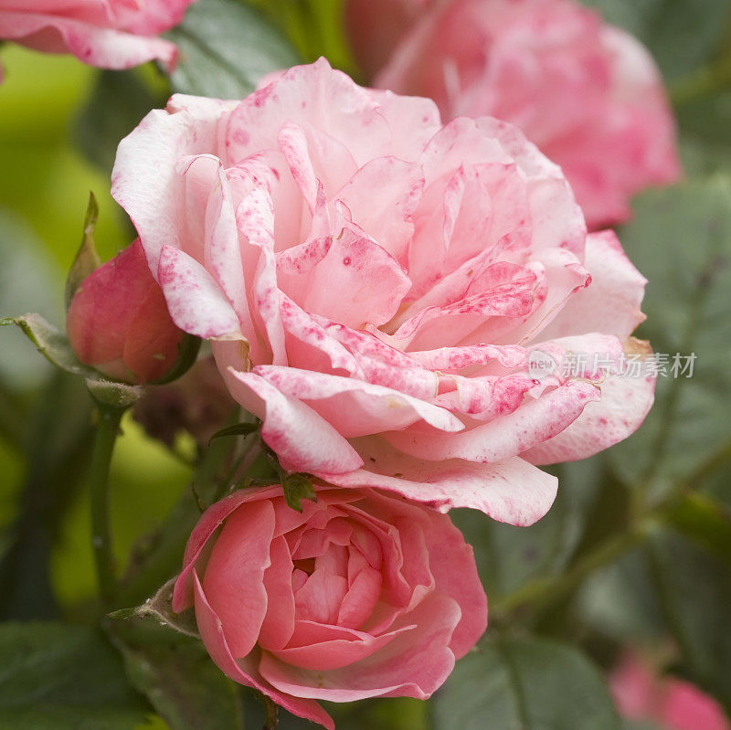 小粉红花园玫瑰