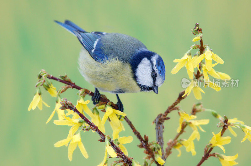 Bluetit对连翘