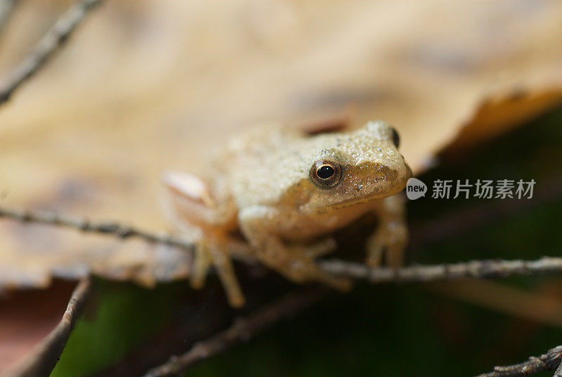 春雨蛙