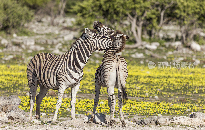 斑马相互作用，咬和咬，埃托沙NP，纳米比亚，非洲