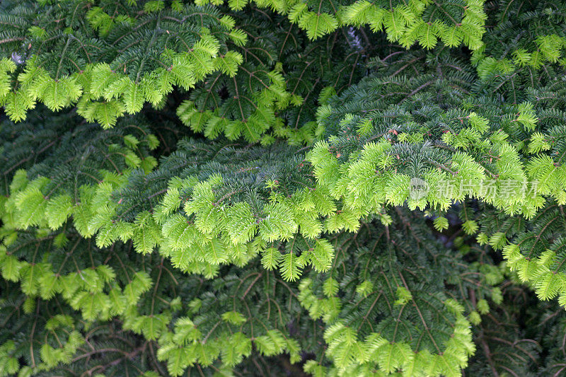 开花冷杉针叶