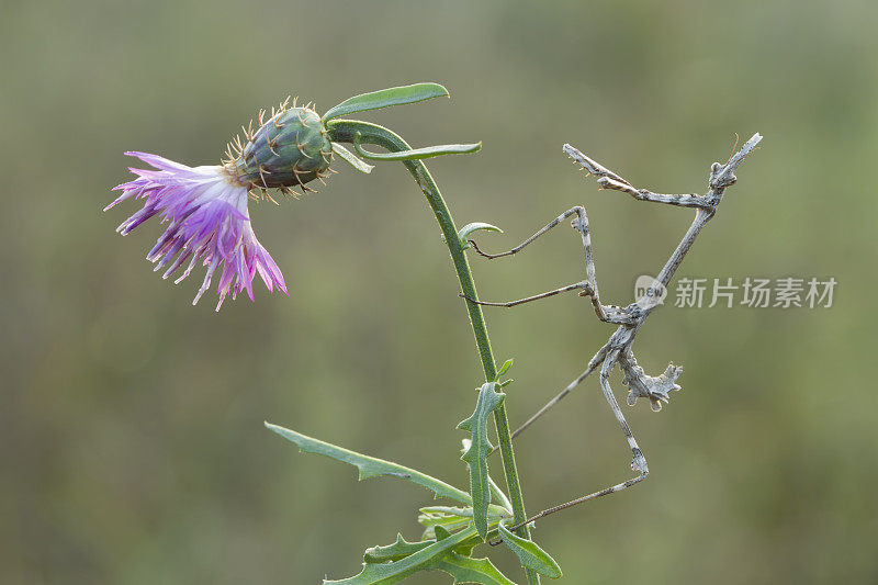 紫花植物特写