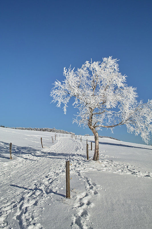 黑森林冬天的雪景