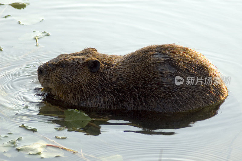 忙碌海狸