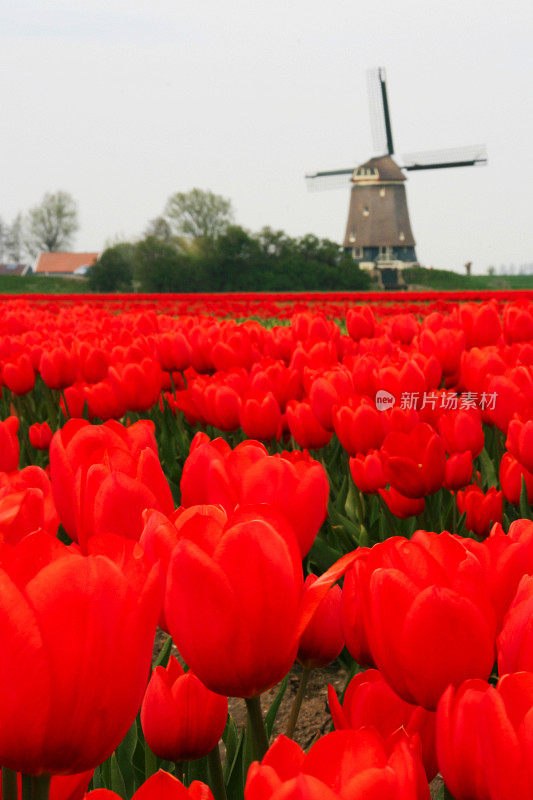 荷兰郁金香景观