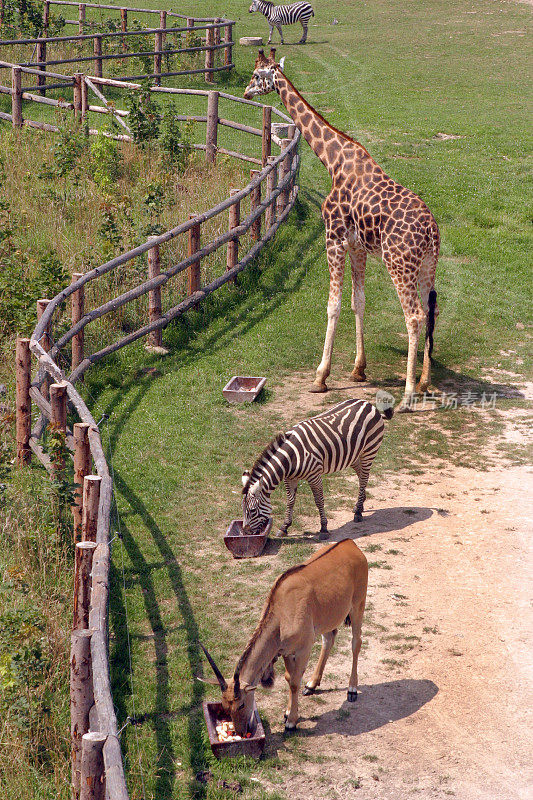 动物园喂养长颈鹿斑马羚羊的时间