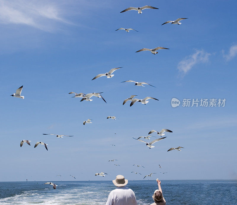 喂海鸥