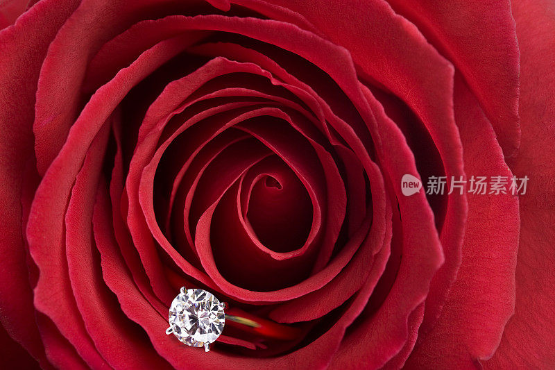 红玫瑰,钻戒(XL)